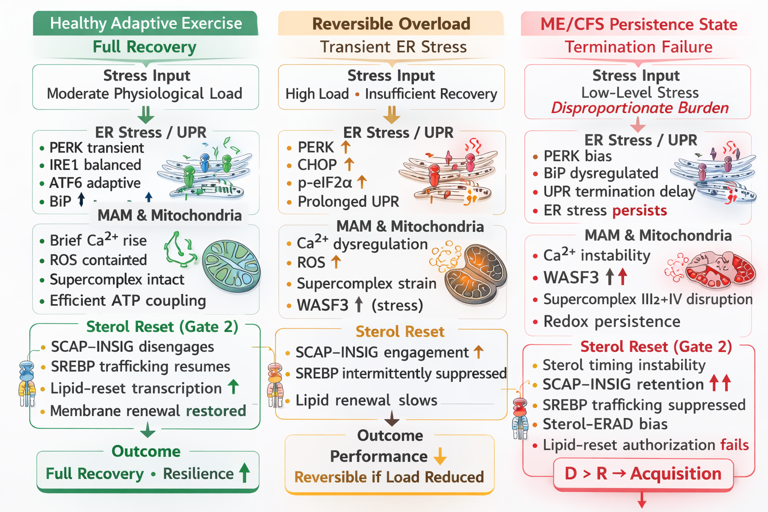 Three-panel diagram comparing healthy adaptive recovery, reversible overload with transient ER stress, and ME/CFS persistence state with termination failure. Shows ER stress/UPR, MAM and mitochondria effects, and sterol reset Gate 2 with SCAP–INSIG retention and D greater than R acquisition.